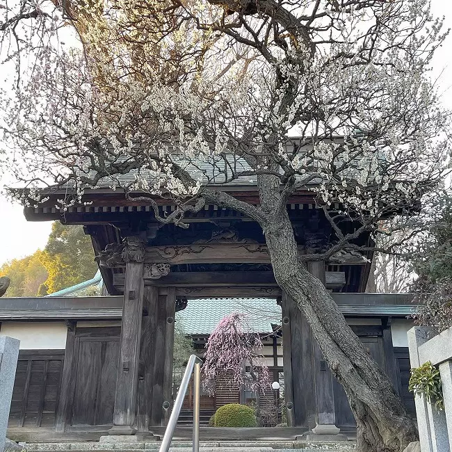 最乗寺墓地_11