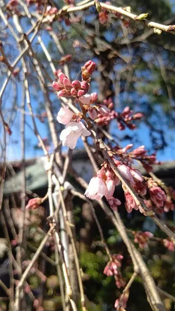 栃木　妙唱寺アルヴェアージュ_7