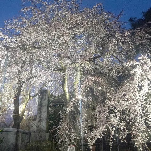 栃木　妙唱寺アルヴェアージュ_6