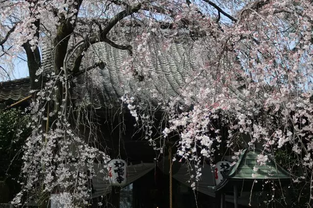 栃木　妙唱寺アルヴェアージュ_4