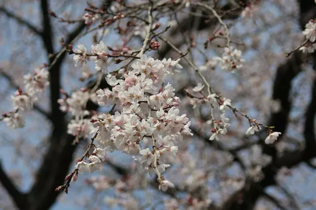 栃木　妙唱寺アルヴェアージュ_5
