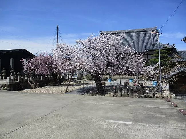慈徳院樹木葬_3