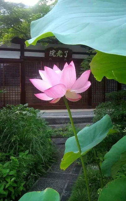 了光院墓苑_10