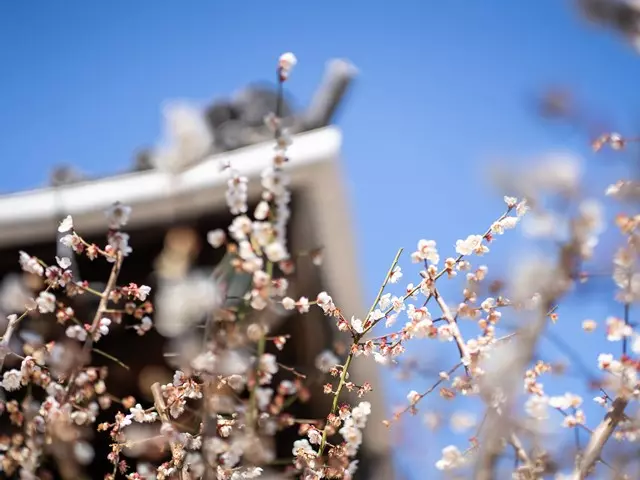 小石川霊園　善光寺_11