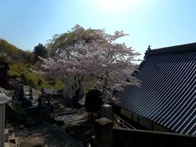 蓮光寺　永代供養墓_10