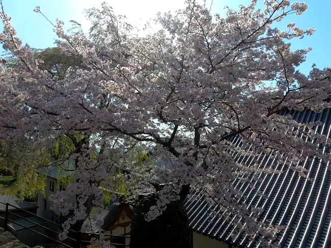 蓮光寺　永代供養墓_11