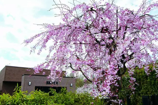 大聖寺 樹木葬「天空」武蔵の郷_3