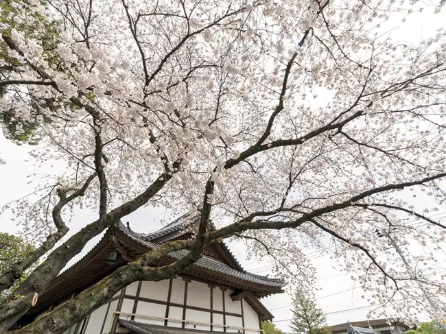 仙台新寺霊園　東秀院_4