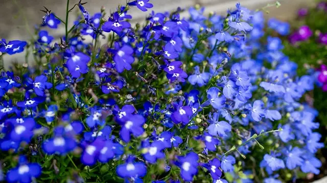 荒川霊園 華蔵院_4