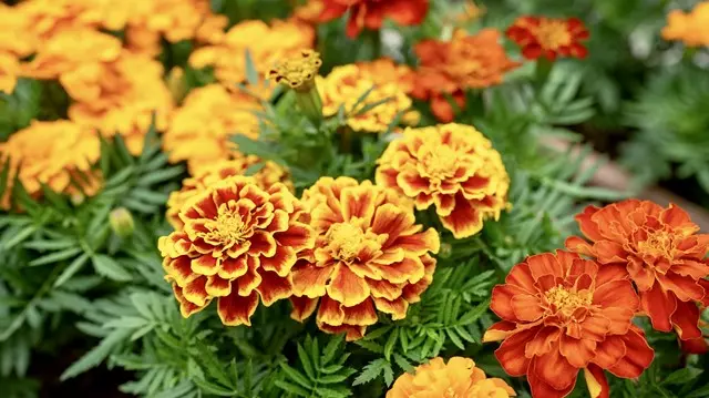 荒川霊園 華蔵院_3