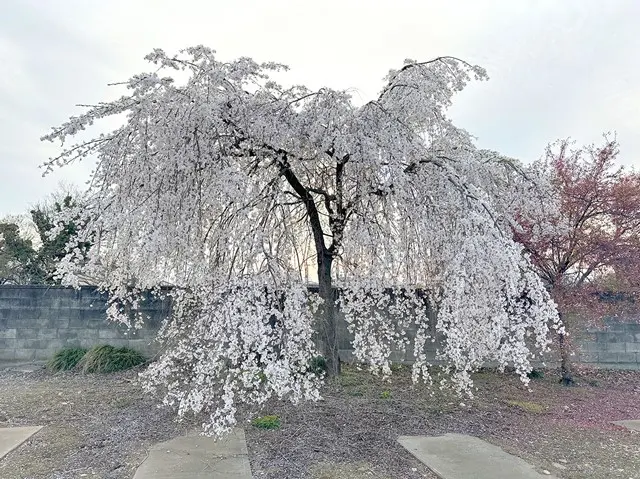 善法寺 樹木葬墓「えにし」_10