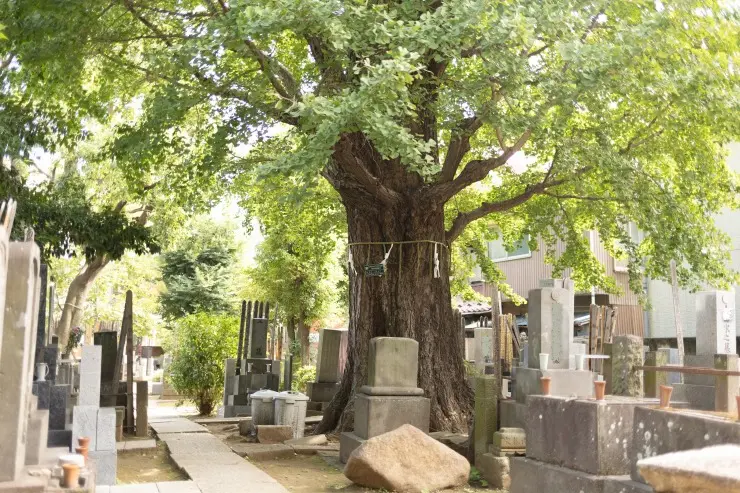 つむぎの森・幸國寺樹木葬_9