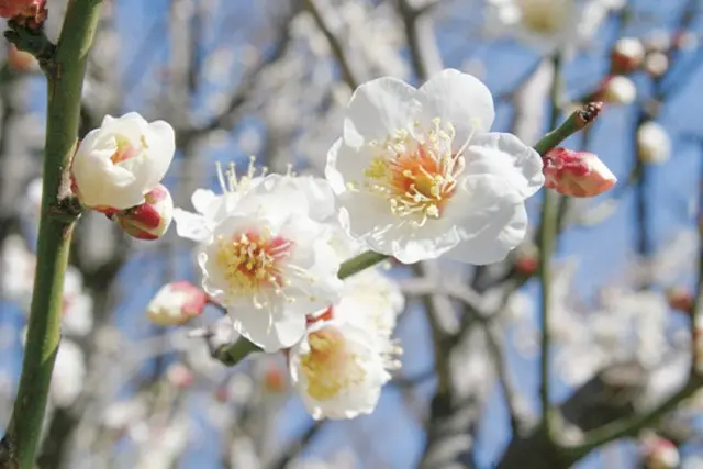 江戸川永代供養・樹木葬霊園　宝林寺_7