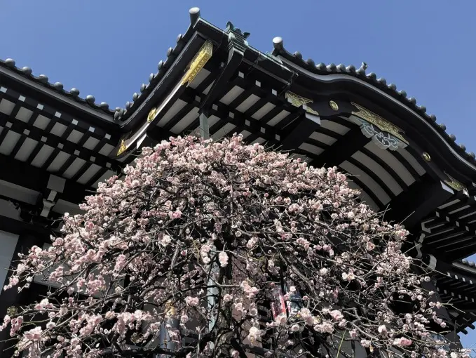 感應寺　永代供養墓・樹木葬_11