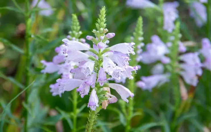 東勝寺 永代供養墓・樹木葬_13
