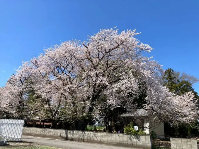 増國寺 樹木葬墓「桜雲」_6
