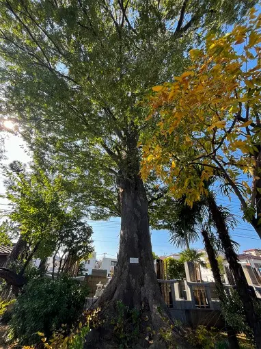樹木葬 光照樹園_5