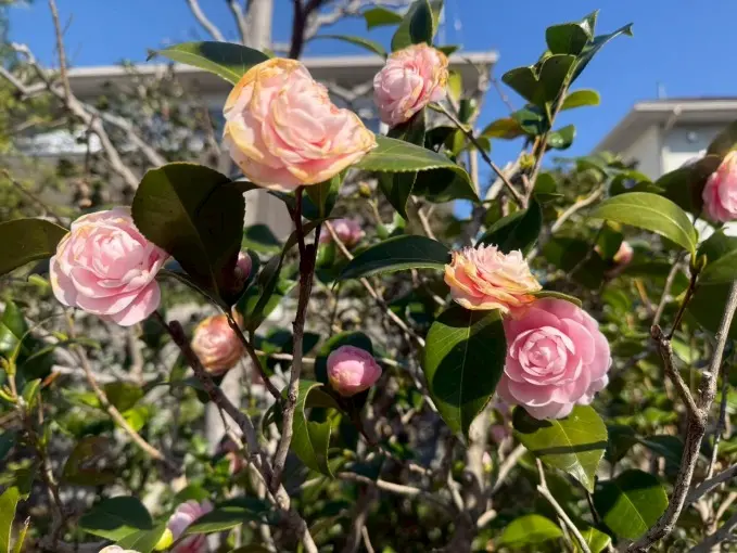 アーバン熊谷籠原樹木葬墓地_15