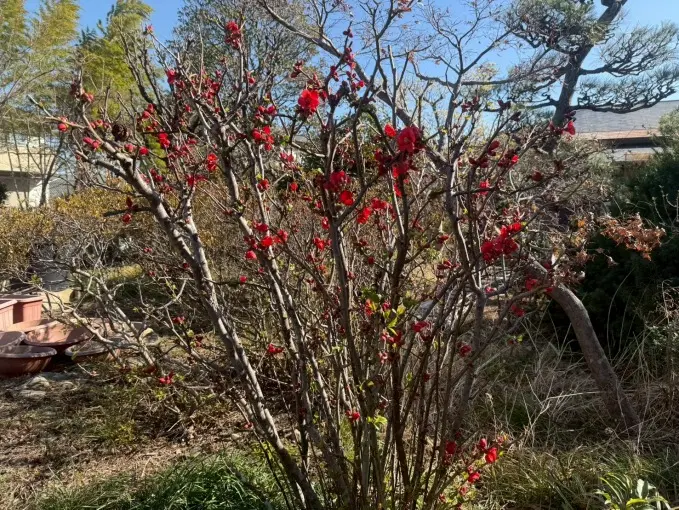 アーバン熊谷籠原樹木葬墓地_16