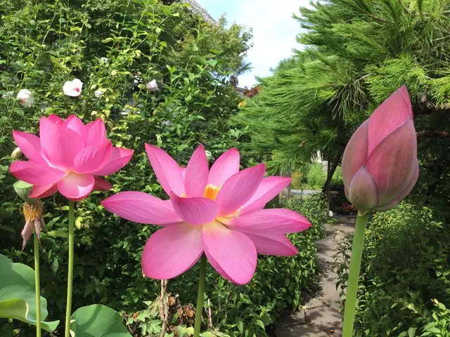 アーバン熊谷籠原樹木葬墓地_12