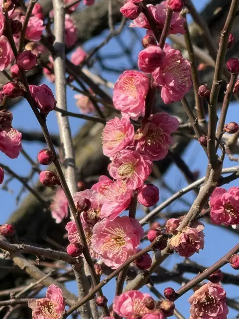 アーバン熊谷籠原樹木葬墓地_14
